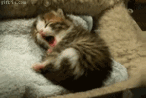 cat4