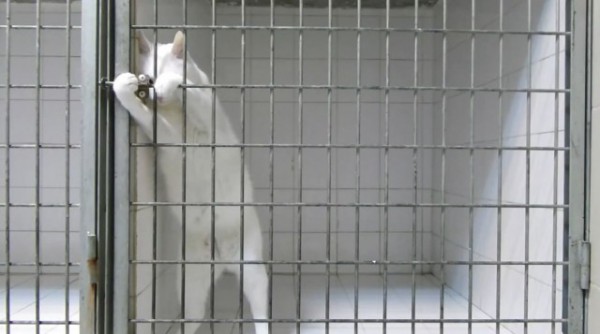 chat-chamallow-evasion-640x357