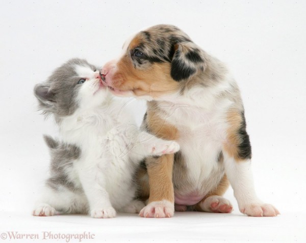 cute-puppies-and-kittens-kissing-pets-for-upets-for-u-9skszmjf