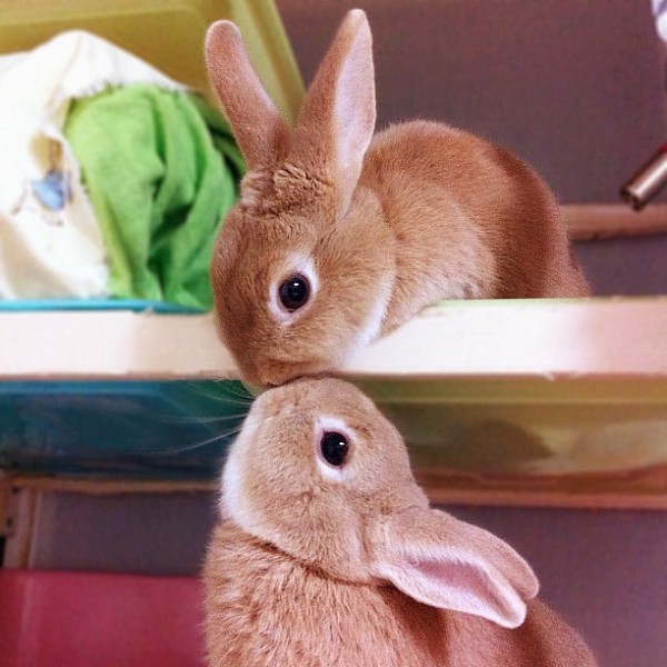 cute-puppy-and-bunnykissing-bunnies-teh-cute---cute-puppies-cute-kittens-other-yy8halmw