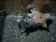 e30a26a643070bc391bf91b0a1e1befd