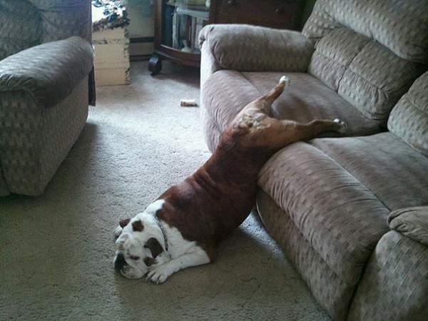 funny-cats-dogs-stuck-furniture-18 (1)