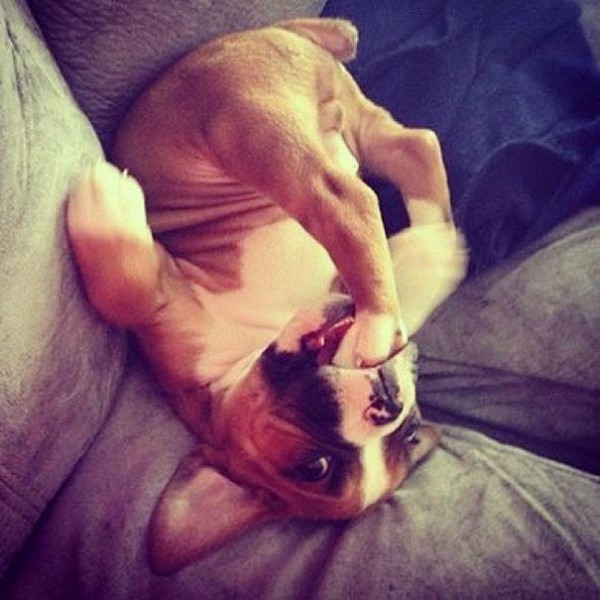 funny-cats-dogs-stuck-furniture-24