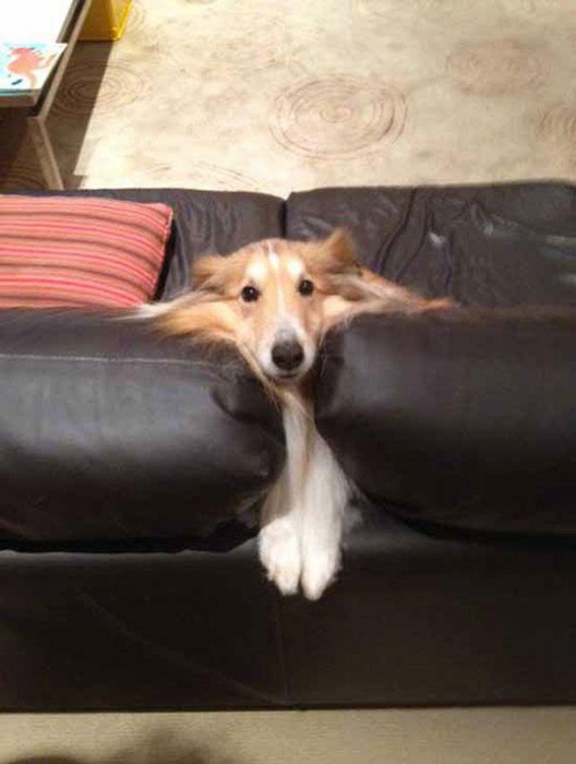funny-cats-dogs-stuck-furniture-4
