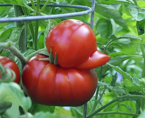 funny-shaped-vegetables-fruits-4