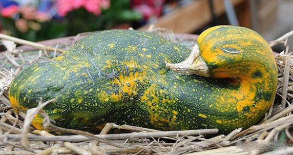 funny-shaped-vegetables-fruits-6