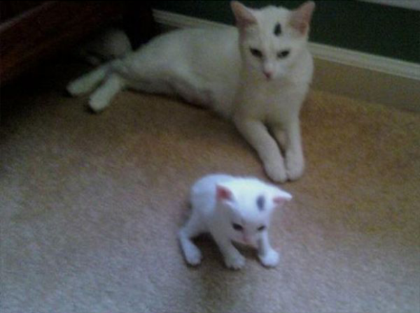 geen-dna-test-nodig4