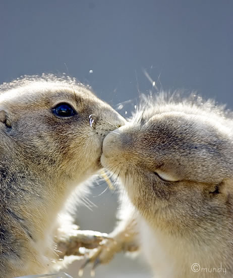 kissingprairiedogs