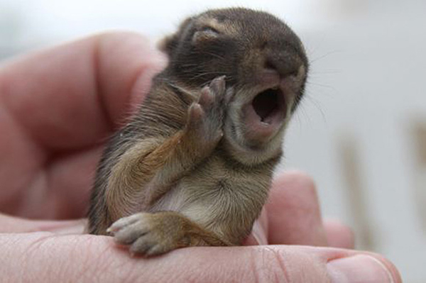 orphaned-squirrel
