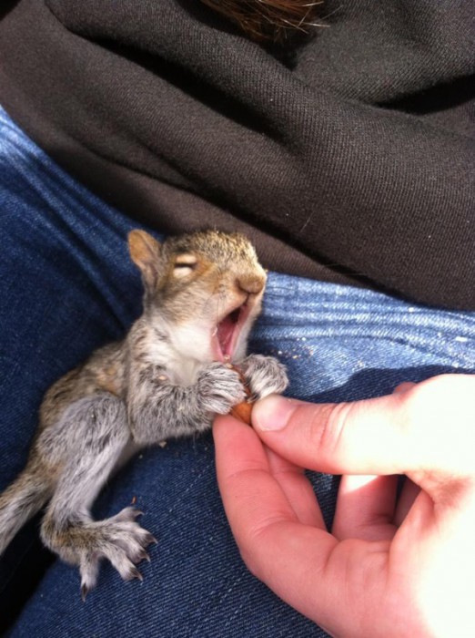 orphaned-squirrel3-1