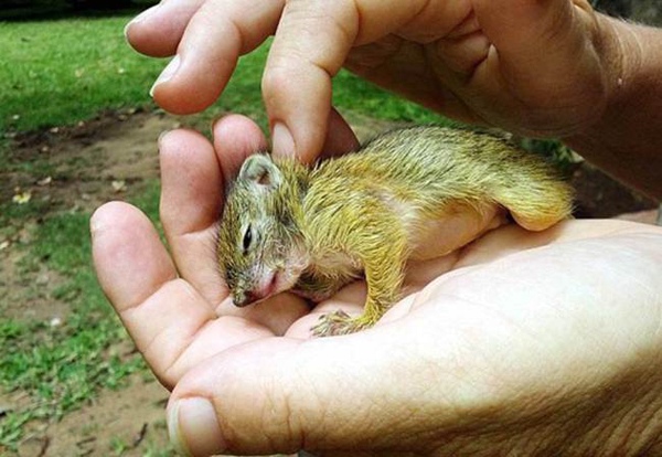orphaned-squirrel4