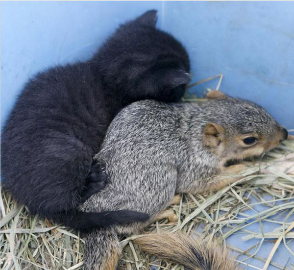orphaned-squirrel5