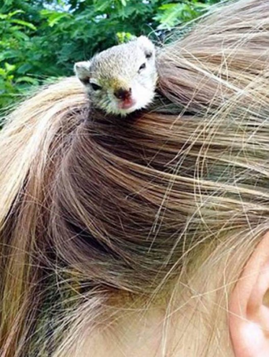 orphaned-squirrel6