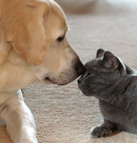 pets kissing