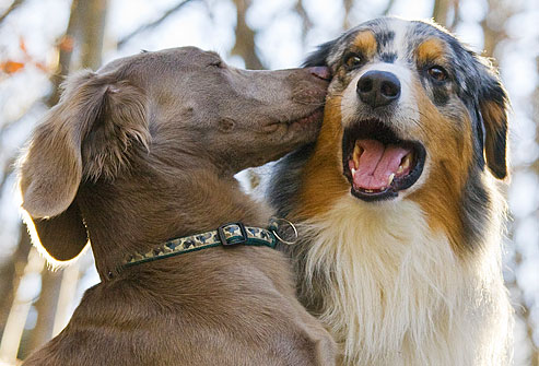 photolibrary_rm_photo_of_dogs_kissing