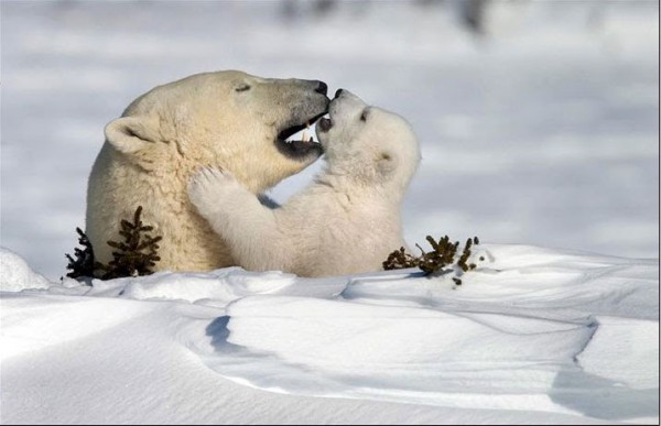 polar-bear-kissing-her-baby