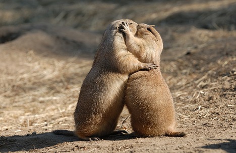 prairie-dogs-kissing