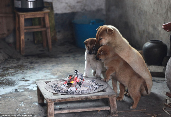 puppies-around-fire