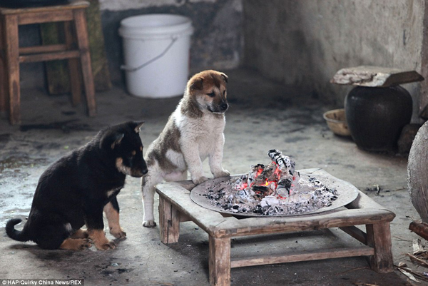 puppies-around-fire3