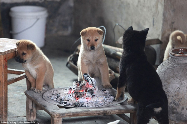 puppies-around-fire4