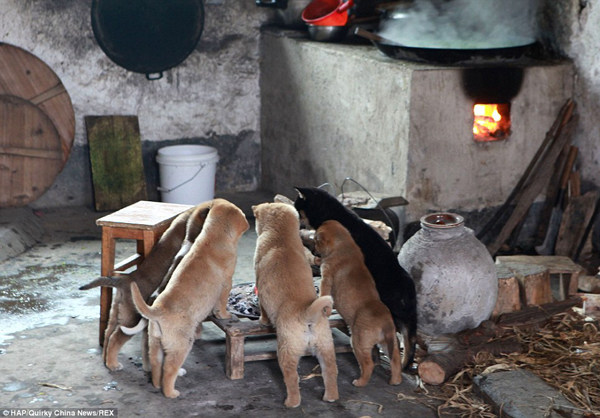 puppies-around-fire5