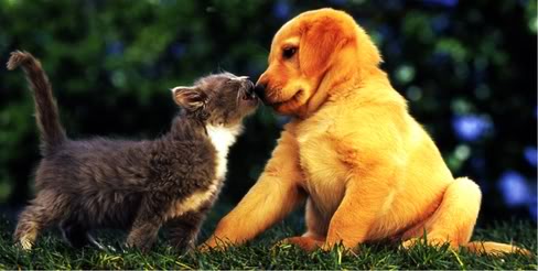 puppies-kissing-kittenspuppies-and-kittens-kissing-bthe-best-funny-interesting-pics-42wrnftg
