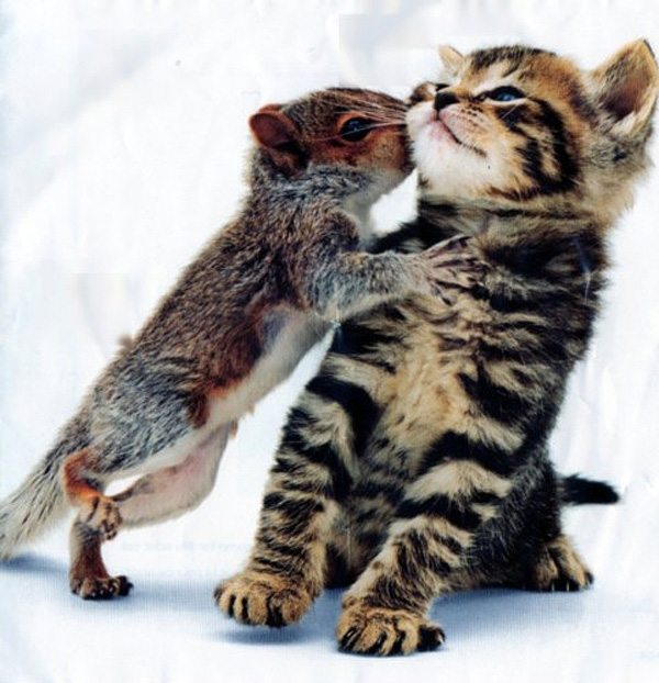 squirrel_kissing_a_kitten