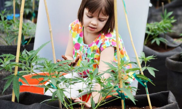 une-petite-fille-de-3-ans-est-sauvee-de-ses-violentes-crises-depilepsie-grace-au-cannabis8