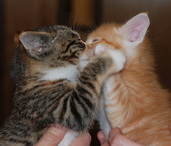 work-2987967-2-flat-550x550-075-f-kissing-kittens-1-jpg