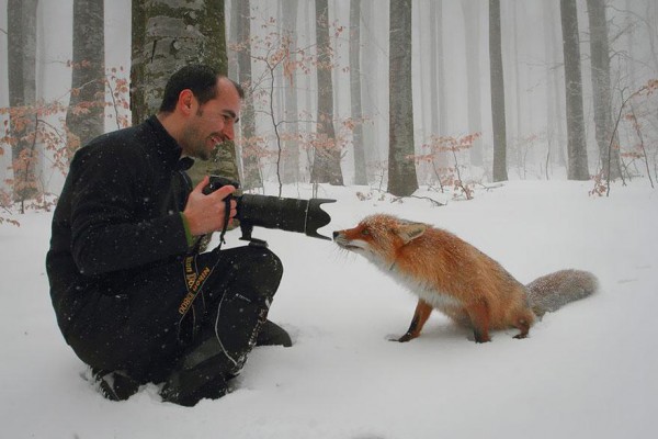 1_amazing-fox-photos-20-1