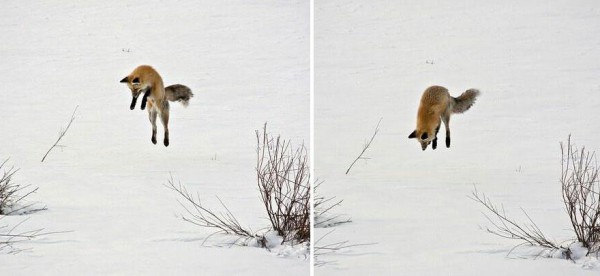 1_amazing-fox-photos-28-2