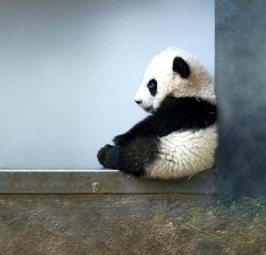 6bebepanda_demotivateur