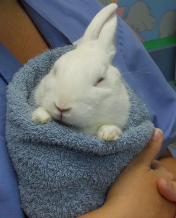 Alice-burrito-1-620x