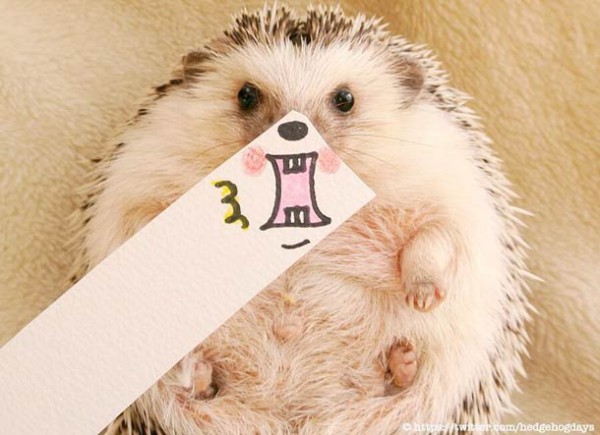 Japanese-hedgehog-marutaro-1