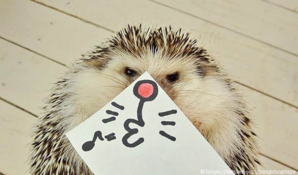 Japanese-hedgehog-marutaro-2