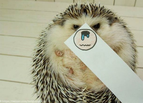 Japanese-hedgehog-marutaro-7