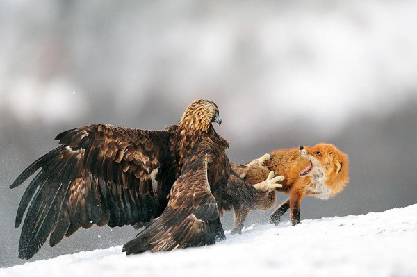 amazing-fox-photos-4