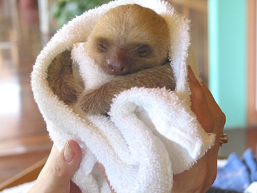 baby_sloth-2701-1-620x