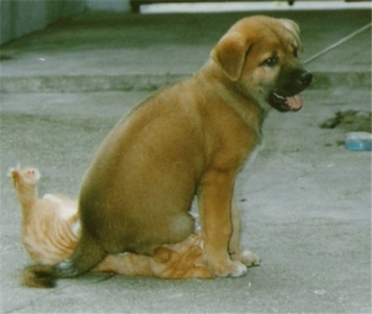 dog_sitting_on_cat