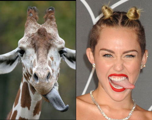 frightenly-similar-miley-cyrus-doppelgangers-wildammo-1