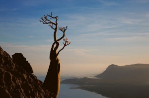 isolee-depuis-des-millions-dannees-lile-de-socotra-abrite-les-paysages-les-plus-extraterrestres-de-la-terre23