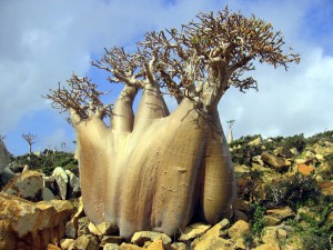 isolee-depuis-des-millions-dannees-lile-de-socotra-abrite-les-paysages-les-plus-extraterrestres-de-la-terre5