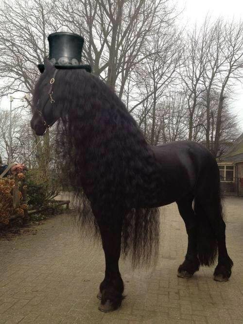 pets-are-the-best-28