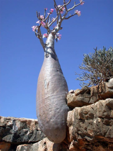 socotra-island11-copie