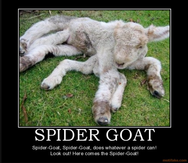 spider-goat
