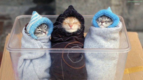 wrapped-up-kittens_85534-620x