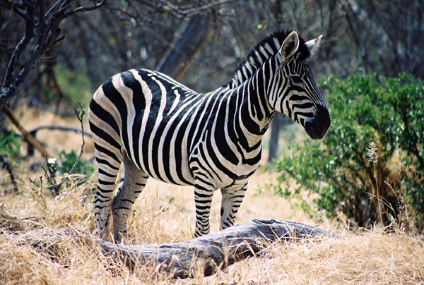 zebre_1_