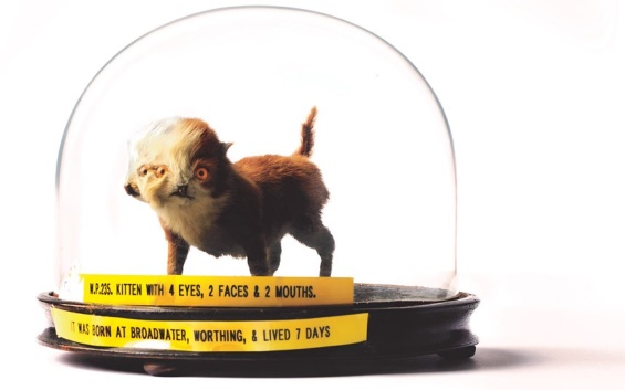 Victorian-Taxidermy-03