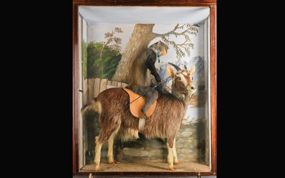 Victorian-Taxidermy-09