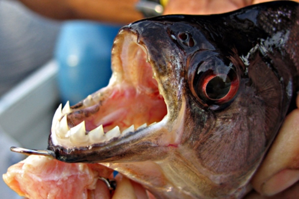 WOWTop5-piranha-teeth
